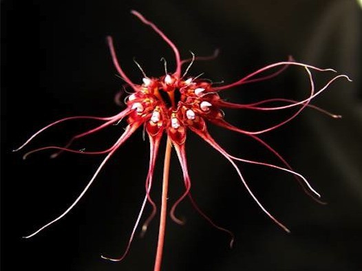 Bulbophyllum gracillimum